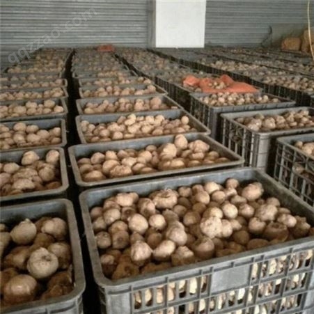 魔芋种子订购 高海拔农作物 粉片制作 国盛农产