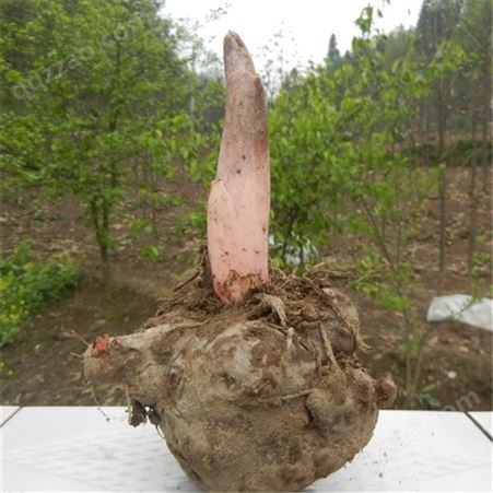高产珠芽花魔芋种子 四季种植 可赠送种植方法