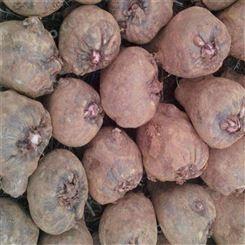 高成活白魔芋种子 基地保底回收 新鲜 产量高 国盛