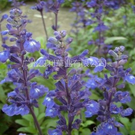 蓝花鼠尾草种子一串蓝紫花红花易活播种多年生宿根耐寒花卉景观花