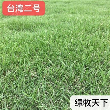 四川真草皮 中国台湾二号 绿化种子 专业绿化草籽批发