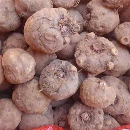 花魔芋种子销售 一代魔芋种 高产抗病 山区农作物