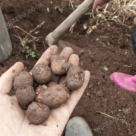 一代魔芋种子 种植基地发货 草本植物 产量高 繁殖系数大 国盛