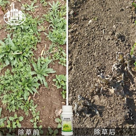 中保玉京香4%烟嘧磺隆 玉米地苗后专用除禾本科杂草除草剂